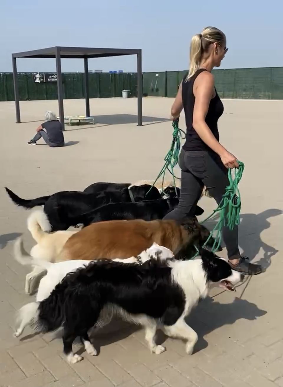 Angelique loopt met vijf honden tegelijk aan de lijn